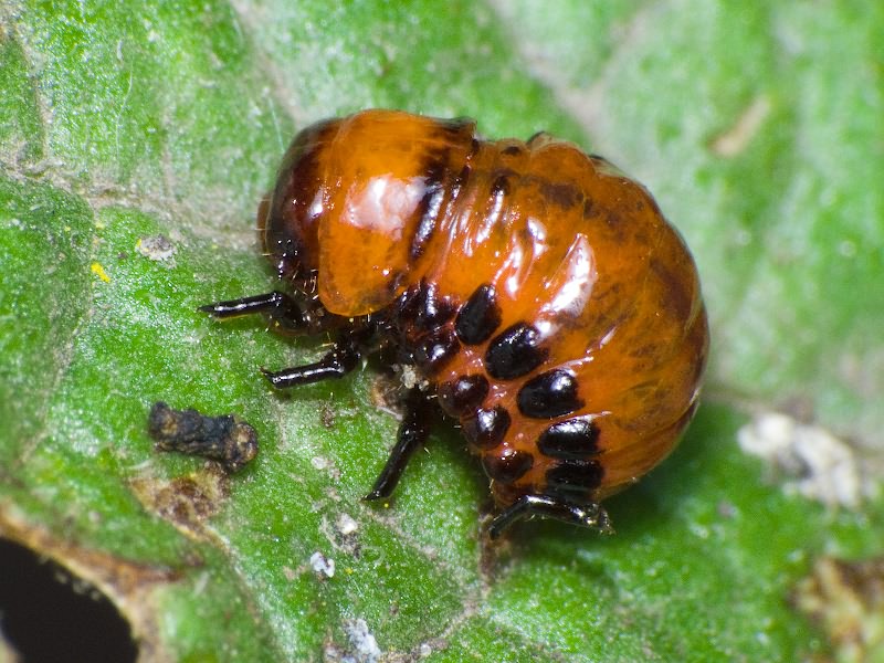 Leptinotarsa decemlineata (Say, 1824)